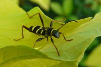 Clytus arietis