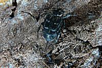 Valgus hemipterus