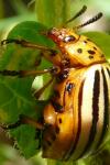 Leptinotarsa decemlineata