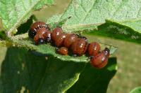 Leptinotarsa decemlineata