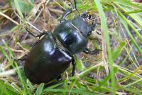 Lucanus cervus