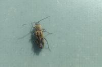 Chlorophorus glabromaculatus