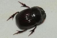 Copris lunaris