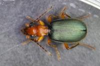 Brachinus