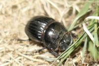 Copris lunaris