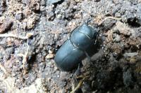 Dorcus parallelipipedus