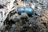 Dorcus parallelipipedus