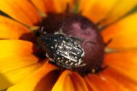 Oxythyrea funesta