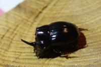 Copris lunaris
