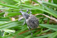 Liophloeus tessulatus