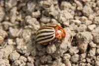 Leptinotarsa decemlineata
