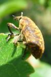 Larinus turbinatus