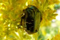 Cetonia aurata