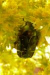 Cetonia aurata