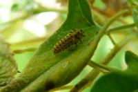 Psyllobora vigintiduopunctata
