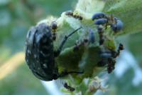 Oxythyrea funesta