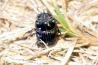 Copris lunaris