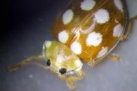 Vibidia duodecimguttata