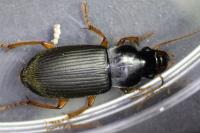 Pseudoophonus rufipes