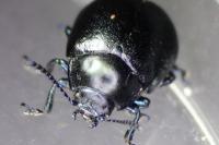 Chrysolina fuliginosa