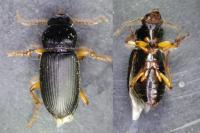Pseudoophonus rufipes