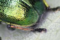Byctiscus betulae