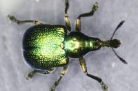 Byctiscus betulae