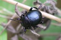 Timarcha goettingensis