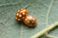 Vibidia duodecimguttata