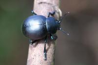 Timarcha tenebricosa