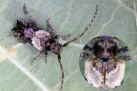 Pogonocherus hispidus