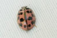 Oenopia conglobata