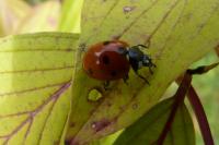 Coccinella septempunctata