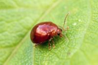 Sphaeroderma