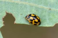Propylea quatuordecimpunctata
