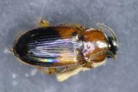 Stenolophus teutonus