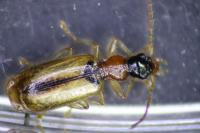 Demetrias atricapillus
