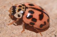 Oenopia conglobata
