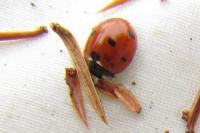 Coccinella septempunctata