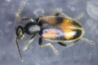 Anthicus antherinus