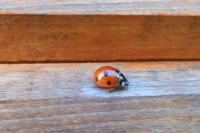 Coccinella septempunctata