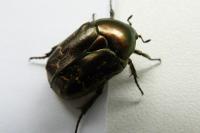 Potosia cuprea