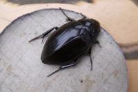 Hydrophilus piceus