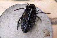 Hydrophilus piceus