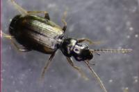 Syntomus obscuroguttatus