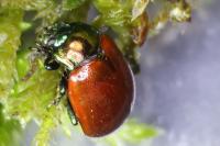 Chrysolina polita