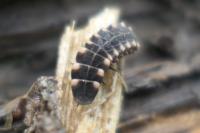 Lampyris noctiluca