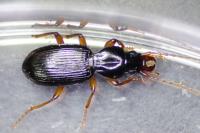 Stomis pumicatus