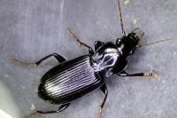 Pterostichus anthracinus