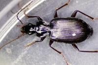 Platynus assimilis